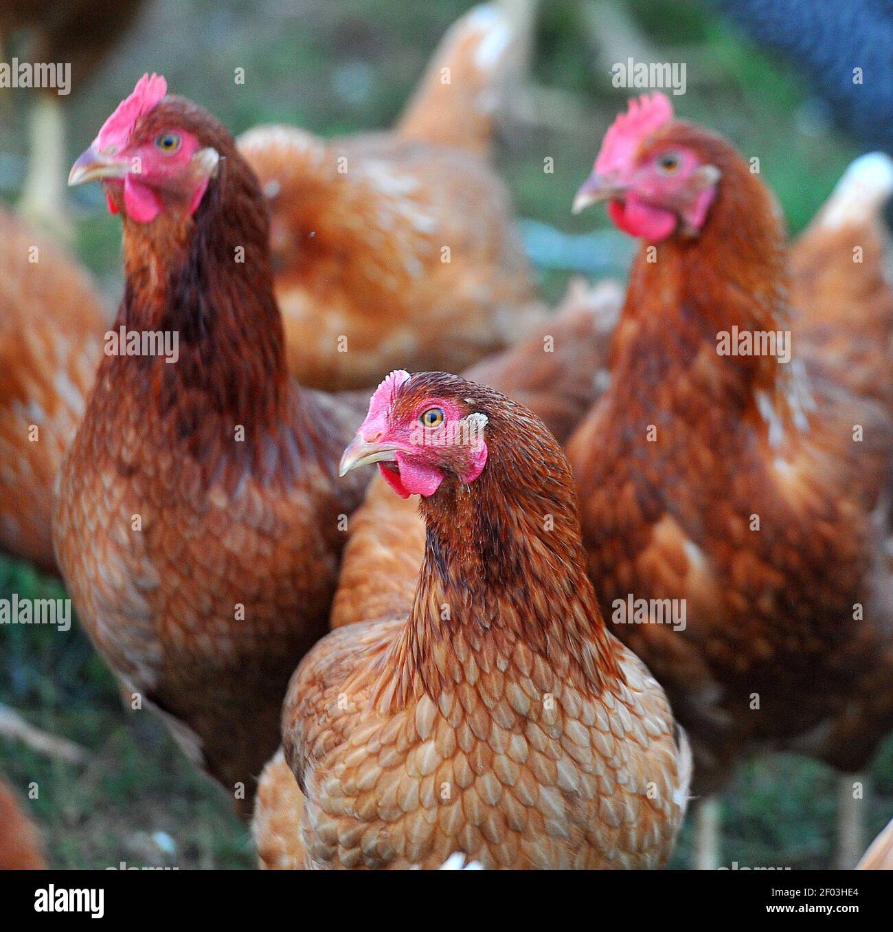 Free range chickens at White Oak Pastures in Bluffton, July 20