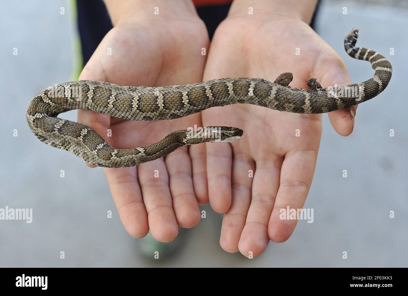 Gianni Thomas, 7, holds a dead baby rattlesnake outside their home near
