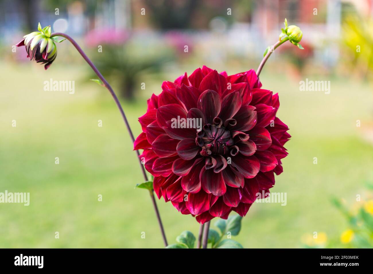 Burgundy dahlia flower and buds, growing in the garden. A close-up. Stock Photo