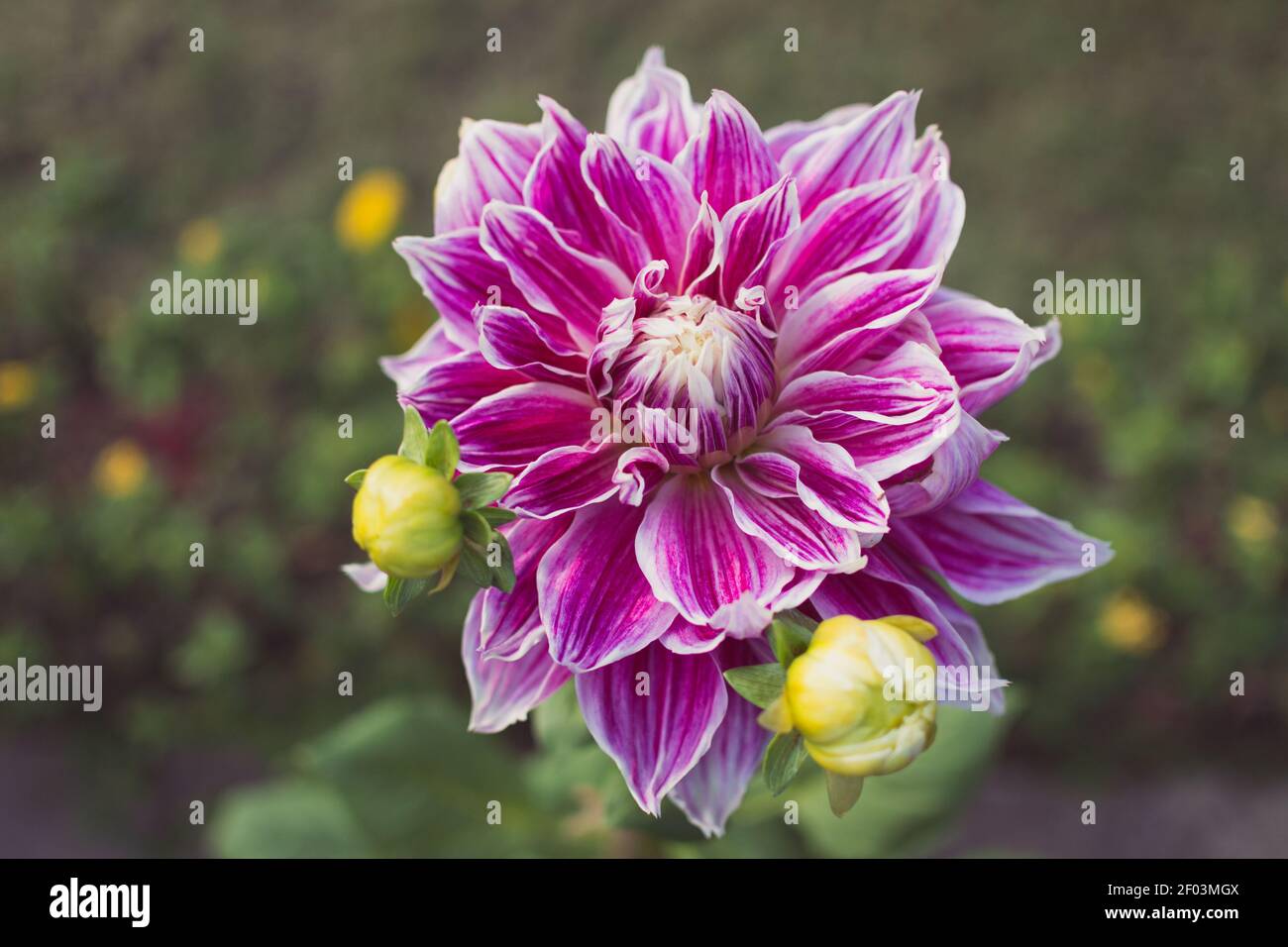 Pink and white dahlia flower and buds, growing in the garden. A close-up. Stock Photo