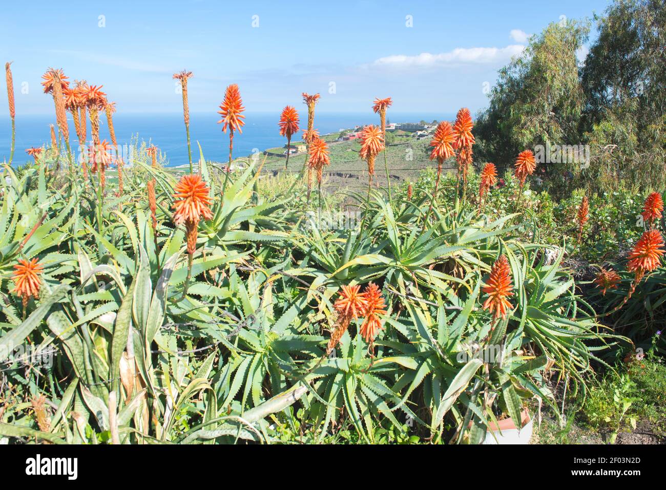 Beautifully flowering aloe vera  and mountain world of Gran Canary, Spain Stock Photo