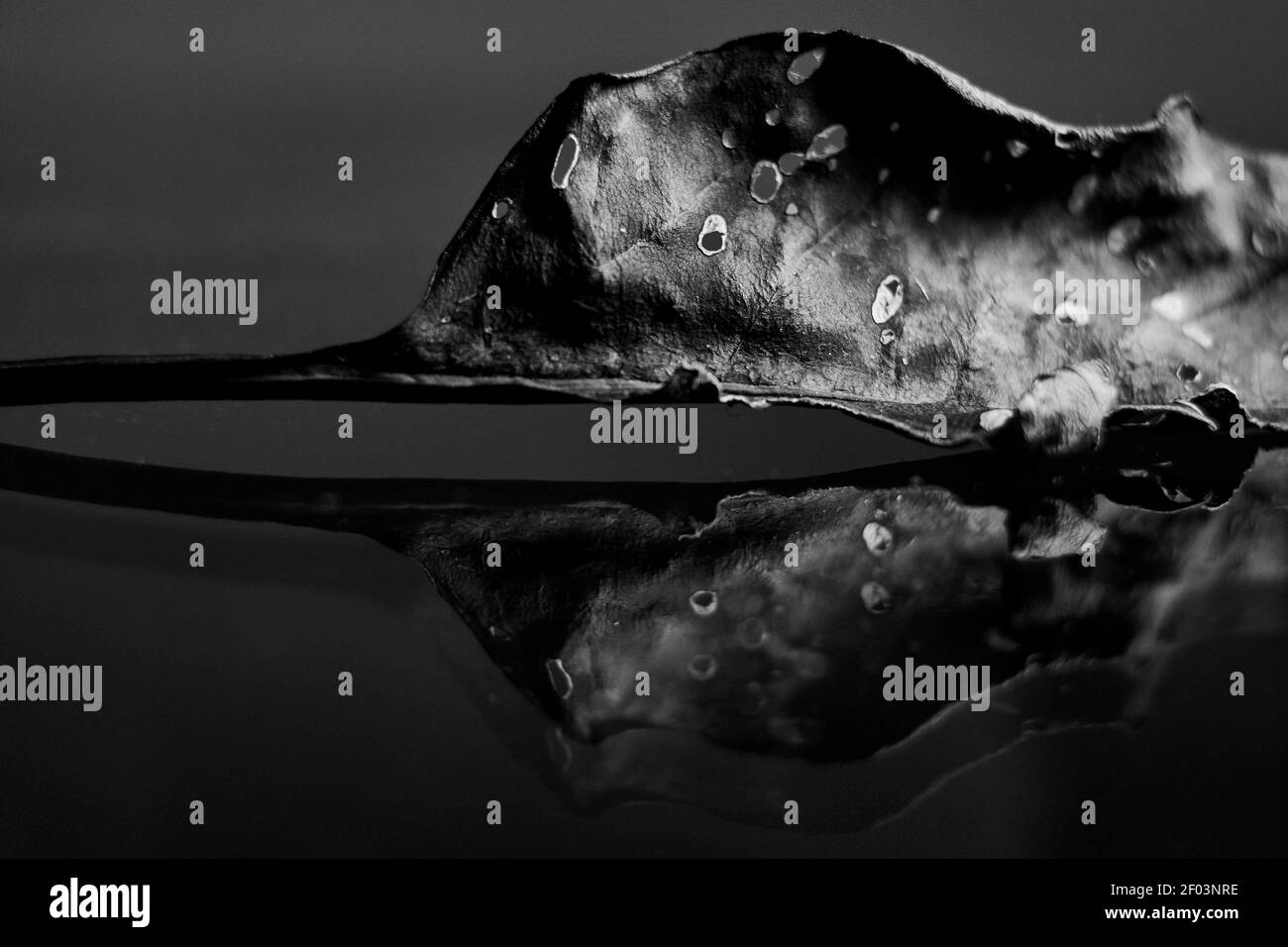 A greyscale closeup shot of a fallen dry leaf with holes on the surface and reflected on the ground Stock Photo