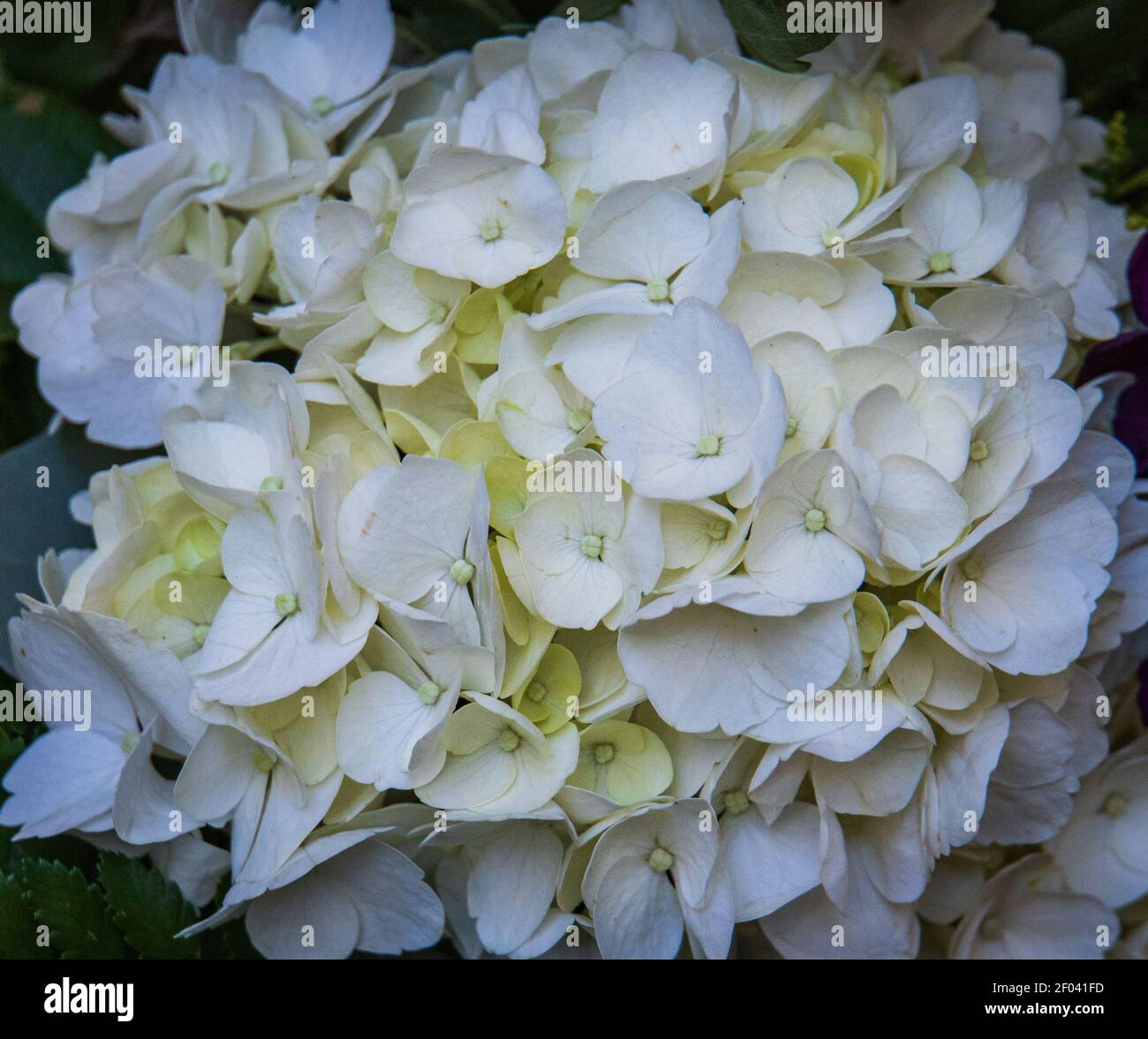 close up of white hydrangea flowerhead Stock Photo