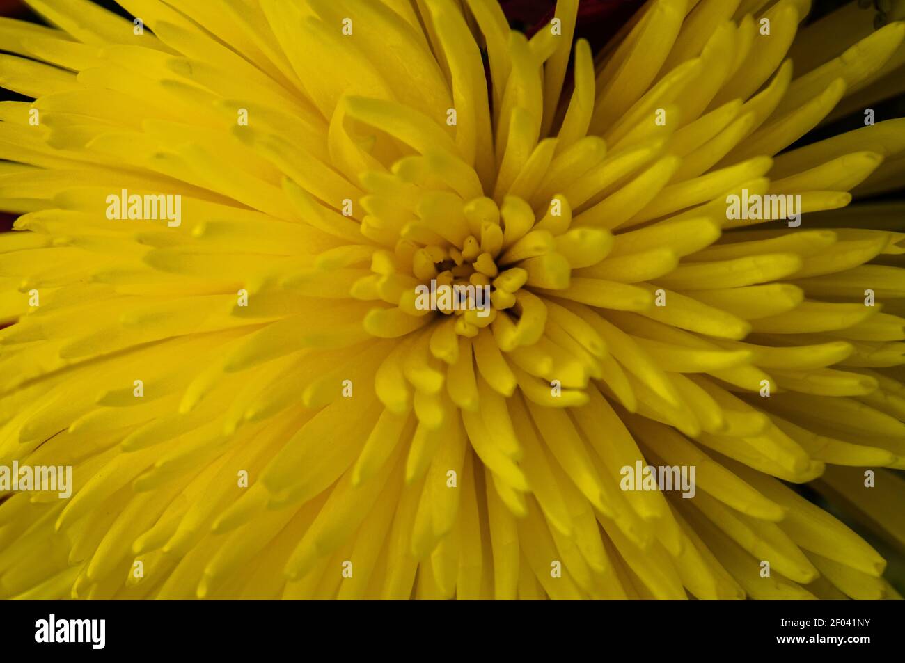 close up of golden yellow chrysanthemum Stock Photo