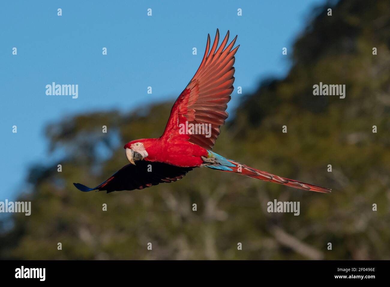 Red-and-green macaw (Ara chloropterus), Mato Grosso do Sul, Brazil. Stock Photo