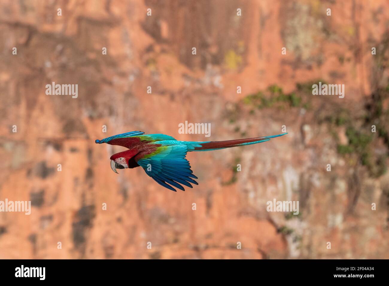 Red-and-green macaw (Ara chloropterus), Mato Grosso do Sul, Brazil. Stock Photo