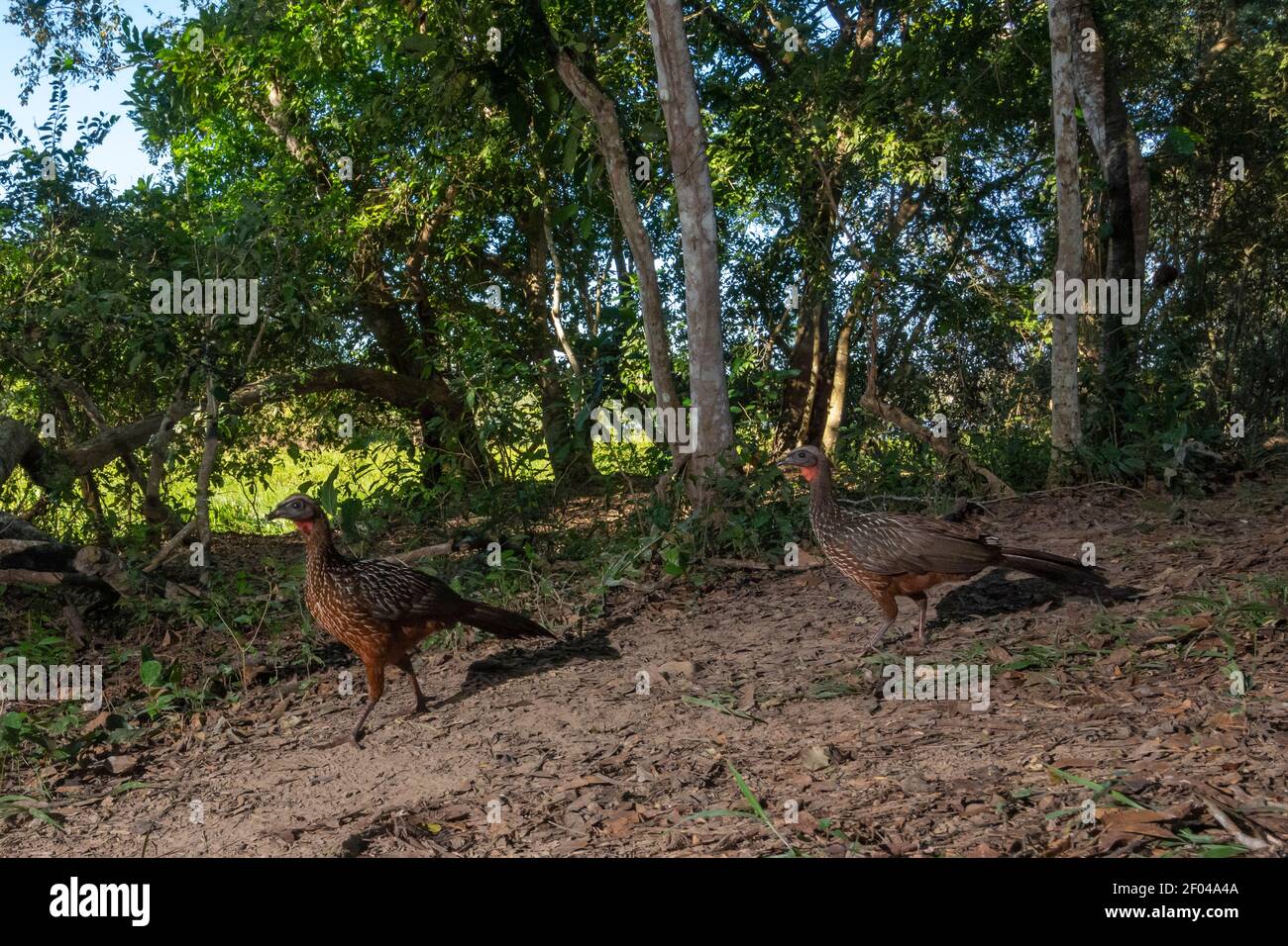 Camera trap image of two chestnut-bellied guan (Penelope ochrogaster ...