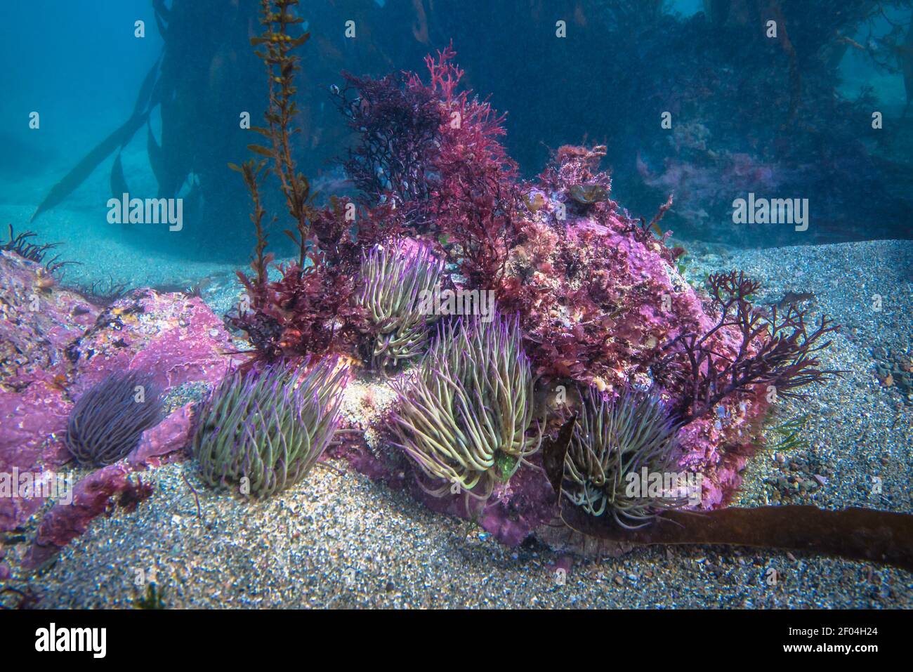 Shallow underwater seabed habitat, including snake locks anemones, various seaweeds and pink encrusting algae. Stock Photo