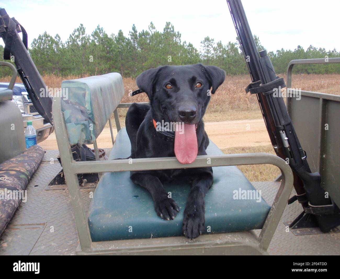 Doc the hunting dog relaxes after a quail hunt at Beaux Eden Plantation ...