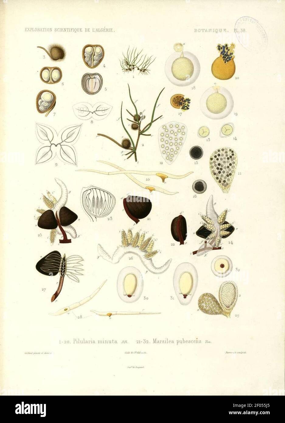 Pilularia minuta, Marsilea pubescens. Stock Photo