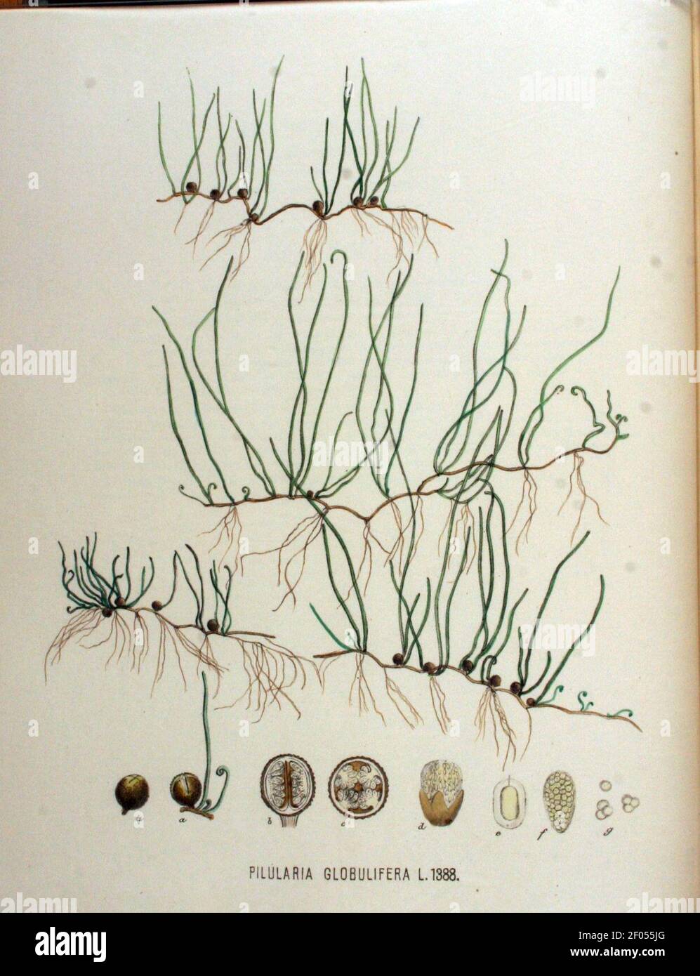 Pilularia globulifera — Flora Batava — Volume v18. Stock Photo