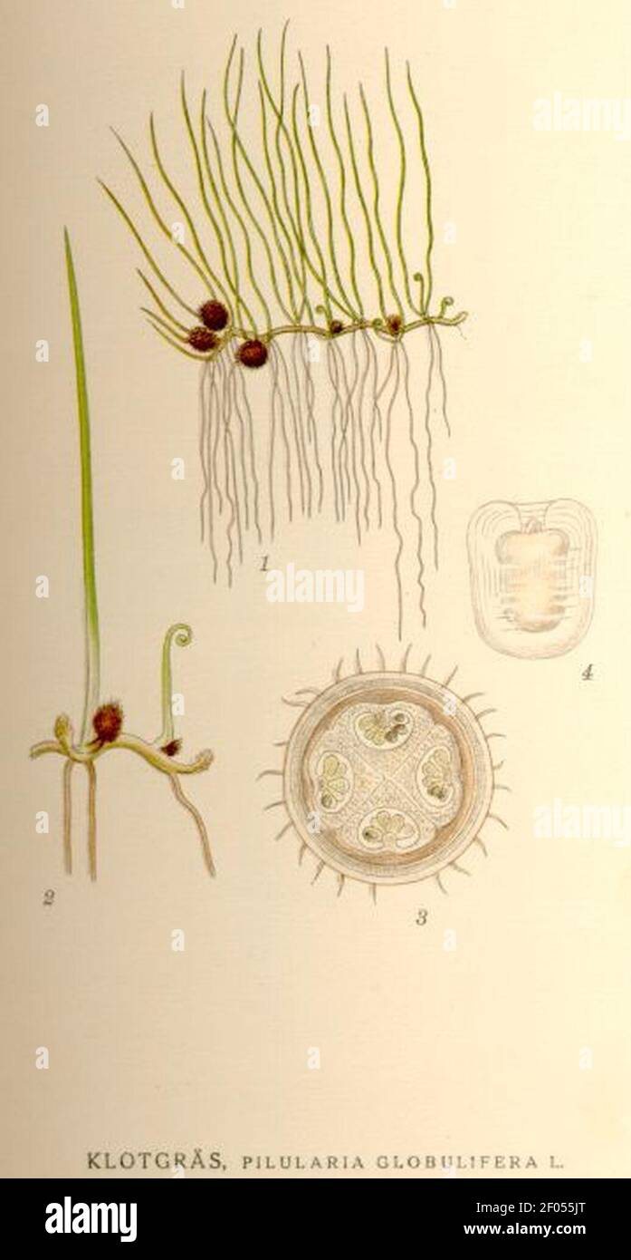 Pilularia globulifera nf. Stock Photo