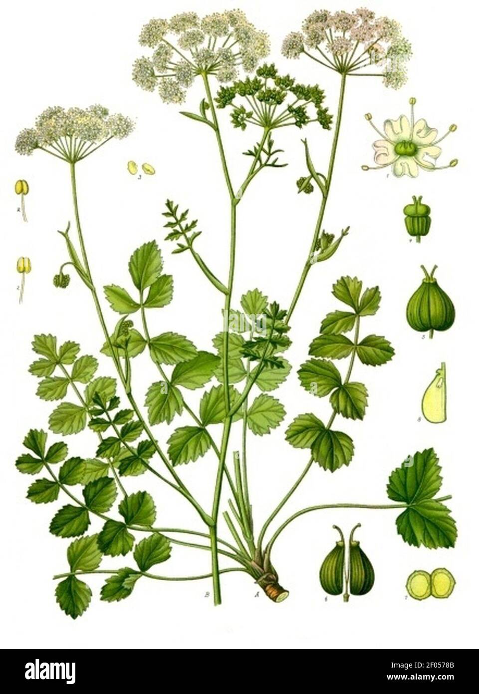 Pimpinella saxifraga - Köhler–s Medizinal-Pflanzen-241. Stock Photo