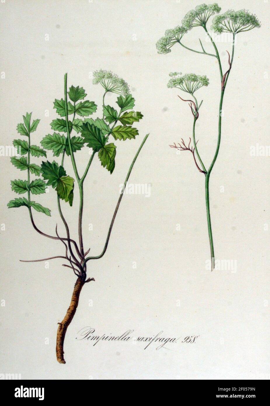 Pimpinella saxifraga — Flora Batava — Volume v12. Stock Photo