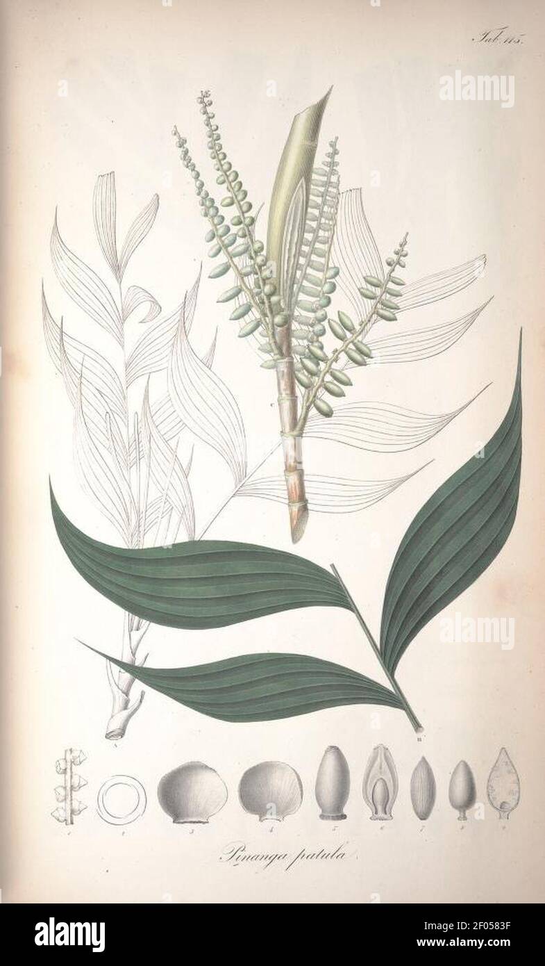 Pinanga patula Blume et al.. Stock Photo