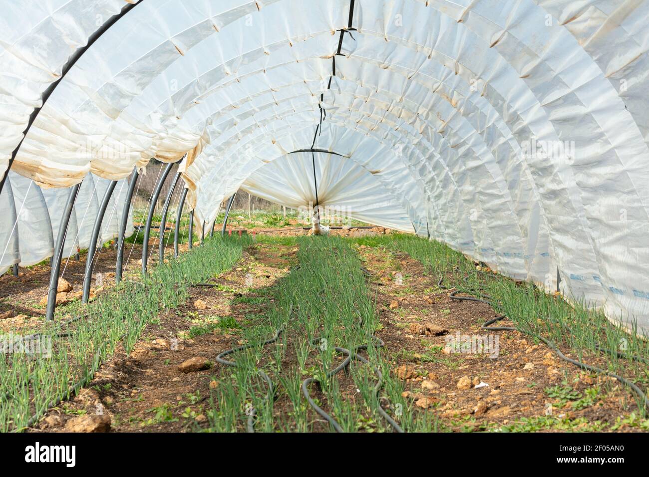 young onions shoots growing in a greenhouse Stock Photo - Alamy