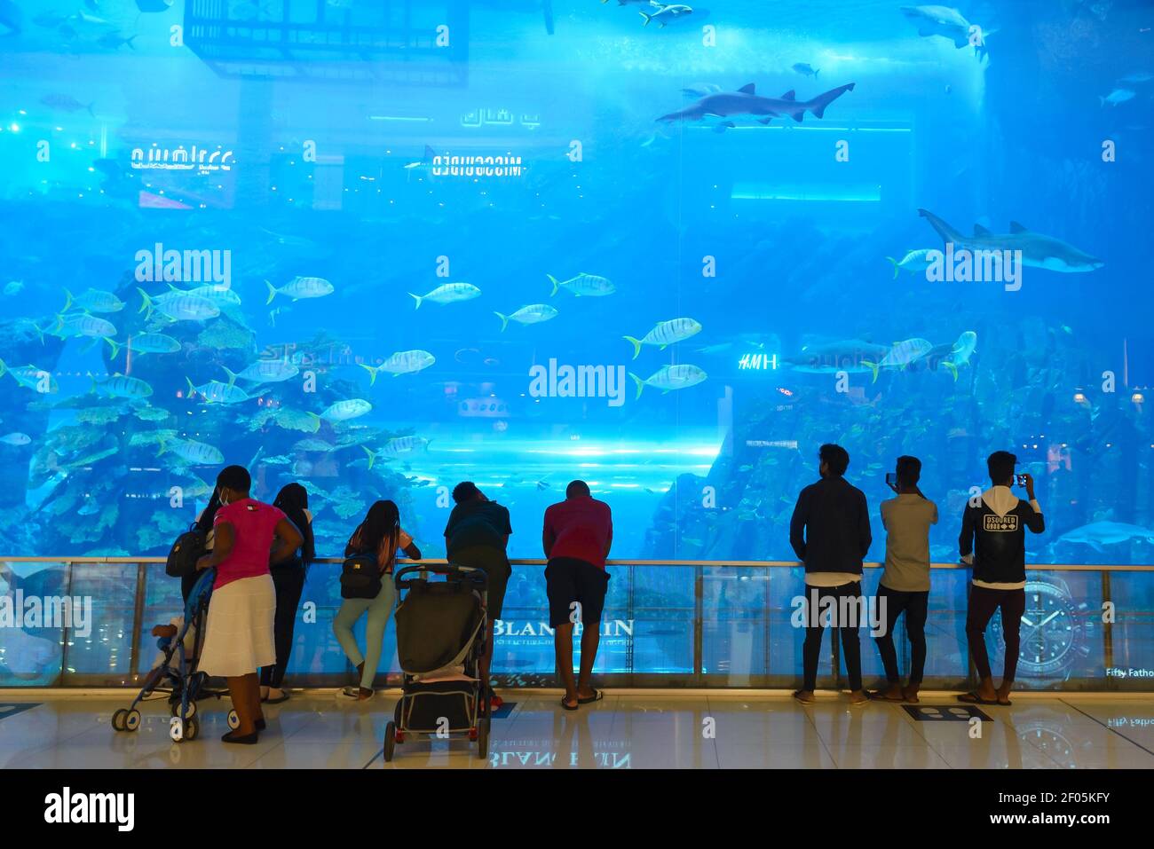 Tourists looking shark and fish in the Dubai Aquarium and Underwater Zoo in The Dubai Mall Tourist attraction inside shopping showing underwater world. Stock Photo