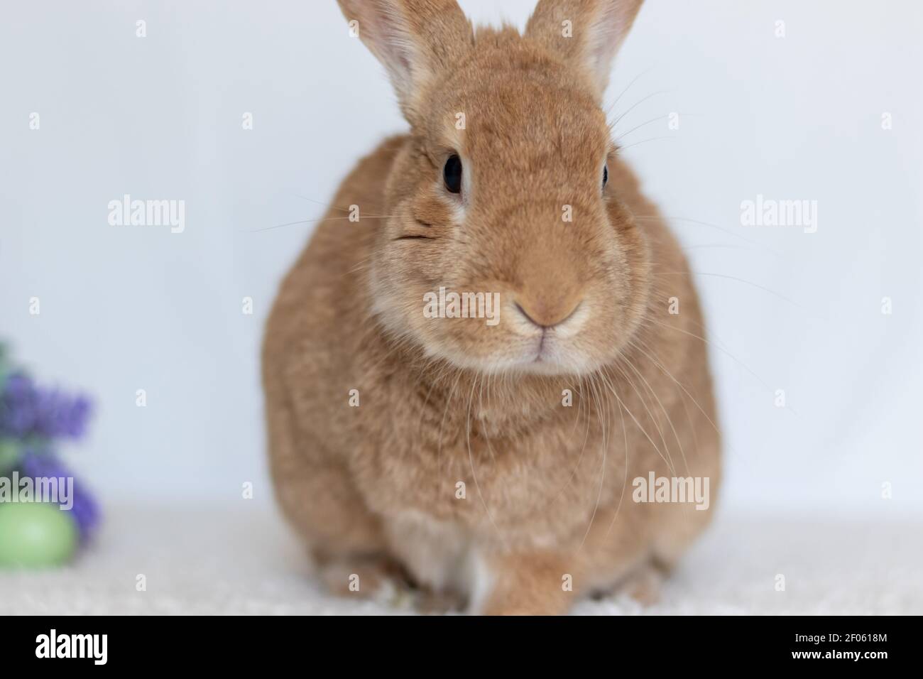 Rufus Rabbit closeup facing front for Easter Spring Pet Rabbit Stock Photo