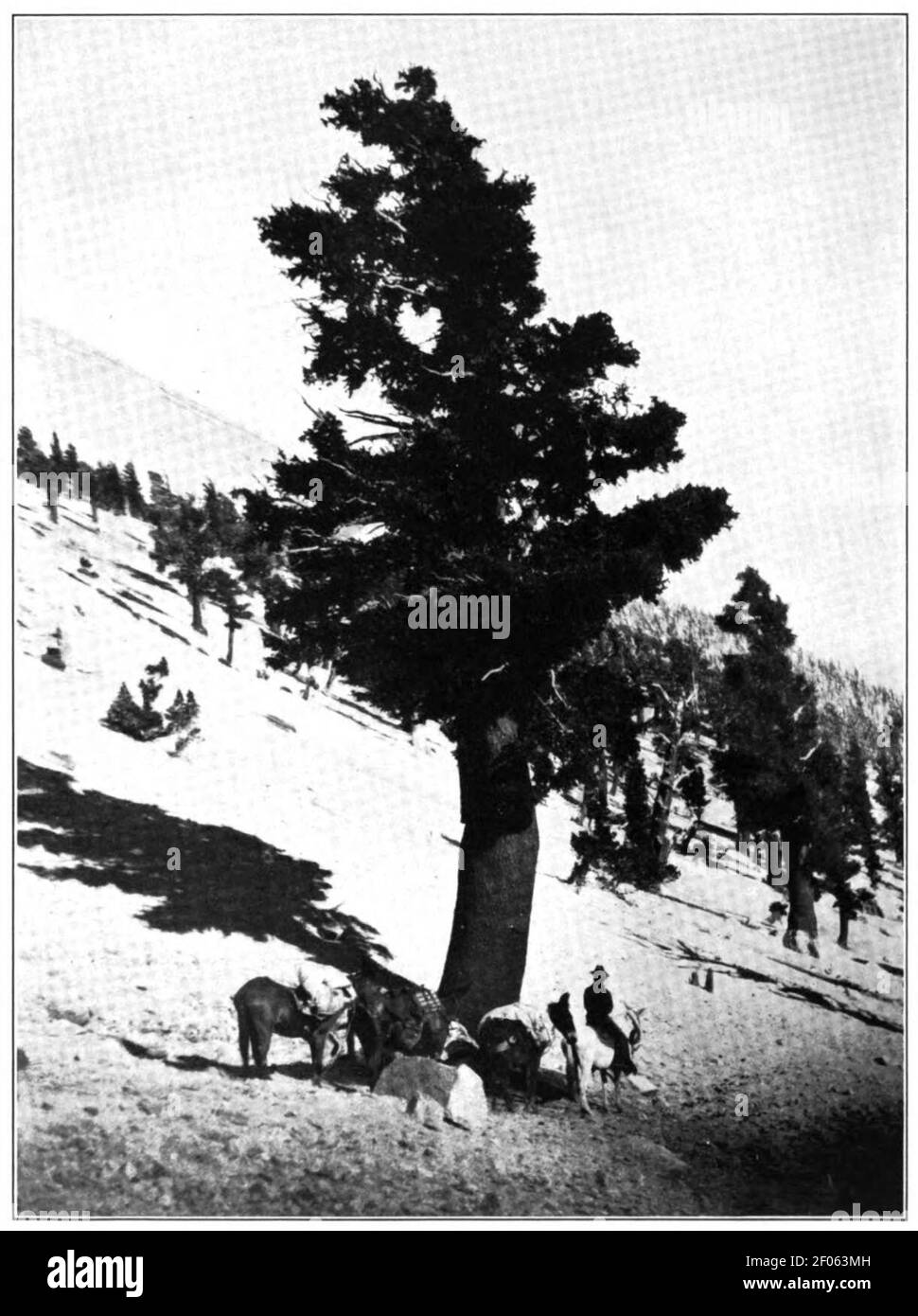 Pinus balfouriana plate 19. Stock Photo