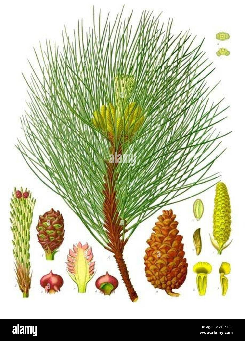 Pinus nigra - Köhler–s Medizinal-Pflanzen-242. Stock Photo
