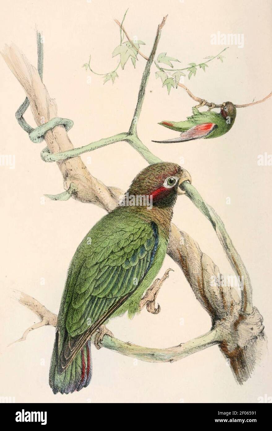 Pionopsitta haematotis haematotis 1860. Stock Photo
