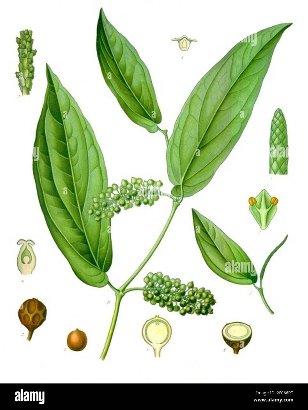 Piper cubeba - Köhler–s Medizinal-Pflanzen-244. Stock Photo