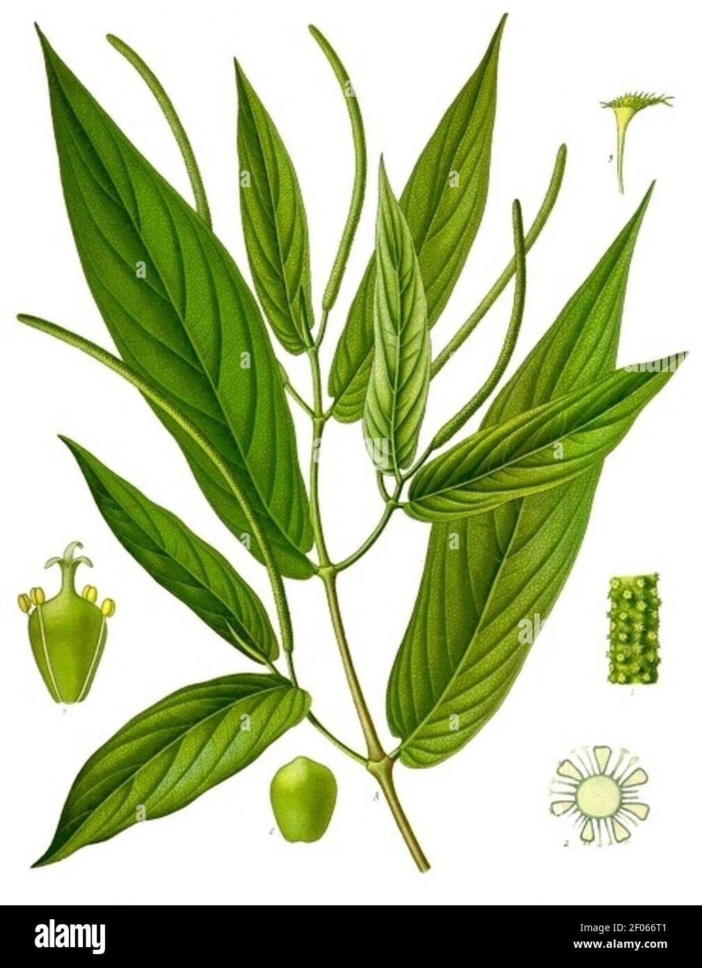 Piper angustifolium - Köhler–s Medizinal-Pflanzen-243. Stock Photo
