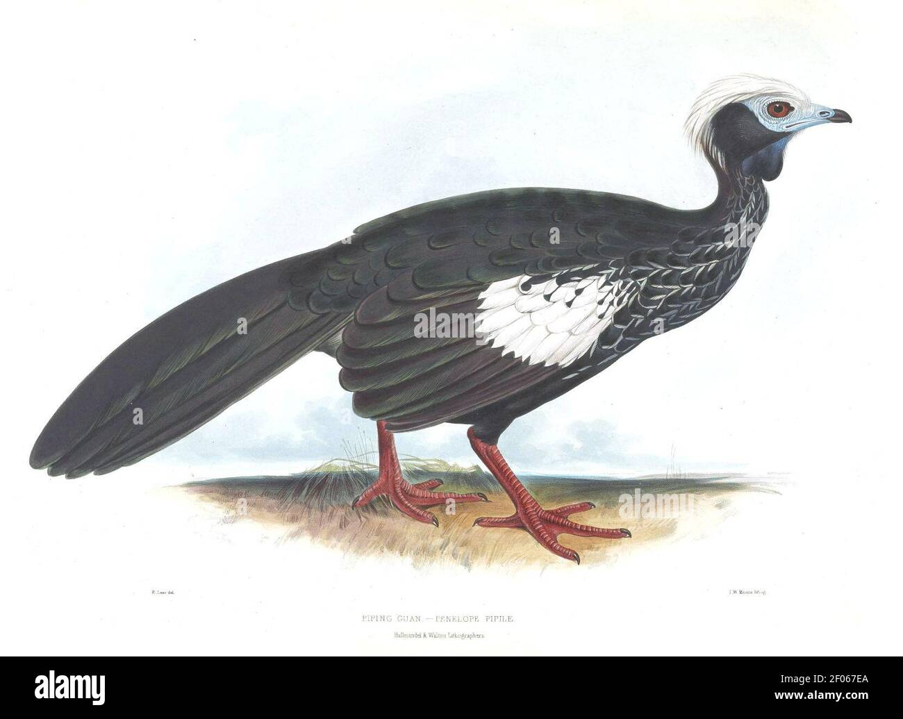 Pipile Cut Out Stock Images & Pictures Alamy