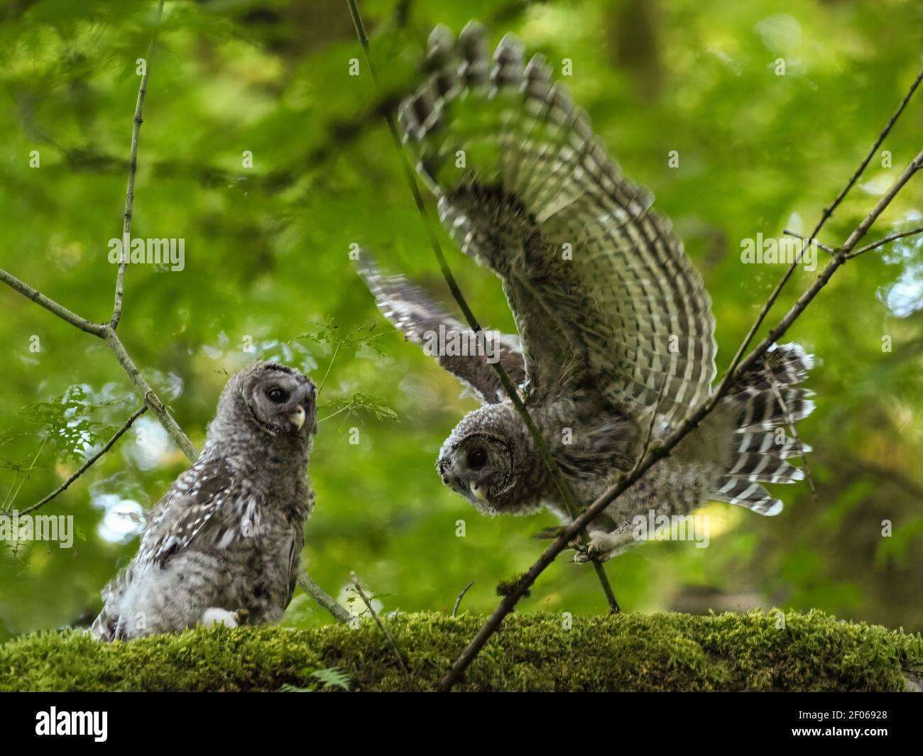 Two juvenile Barred Owls on a mossy limb in a Seattle park. Stock Photo