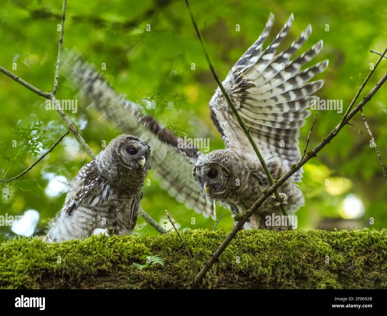Two juvenile Barred Owls on a mossy limb in a Seattle park. Stock Photo