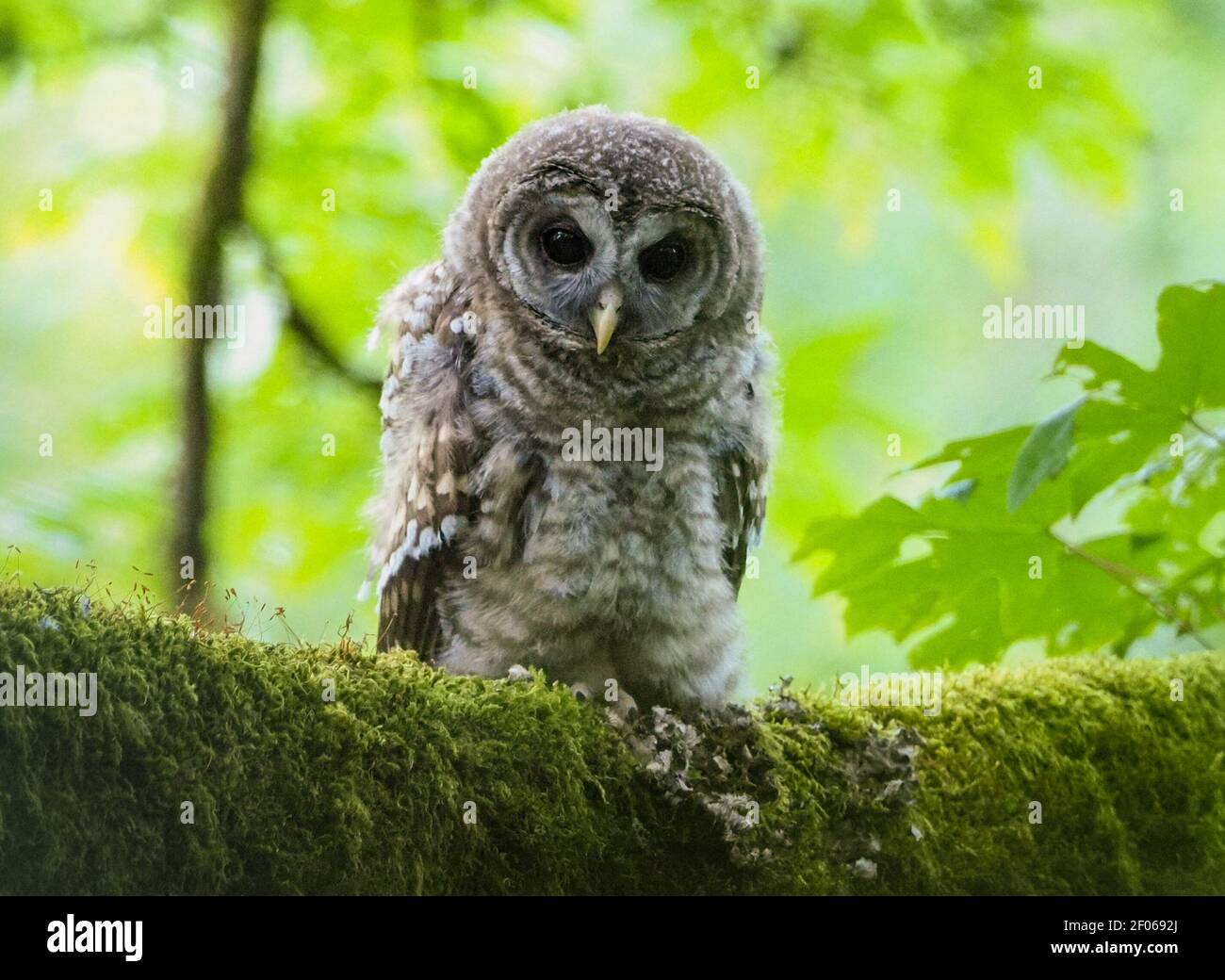 A juvenile Barred Owl on a mossy limb in a Seattle park. Stock Photo