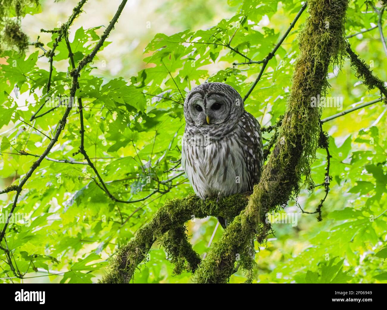 Adult Barred Owl on mossy limb in a Seattle park. Stock Photo