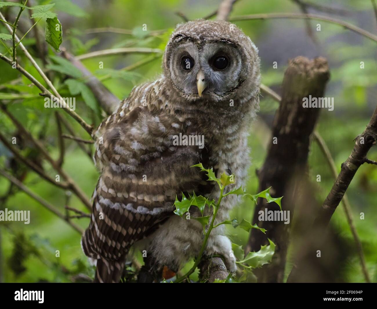Juvenile Barred Owl in a Seattle park. Stock Photo