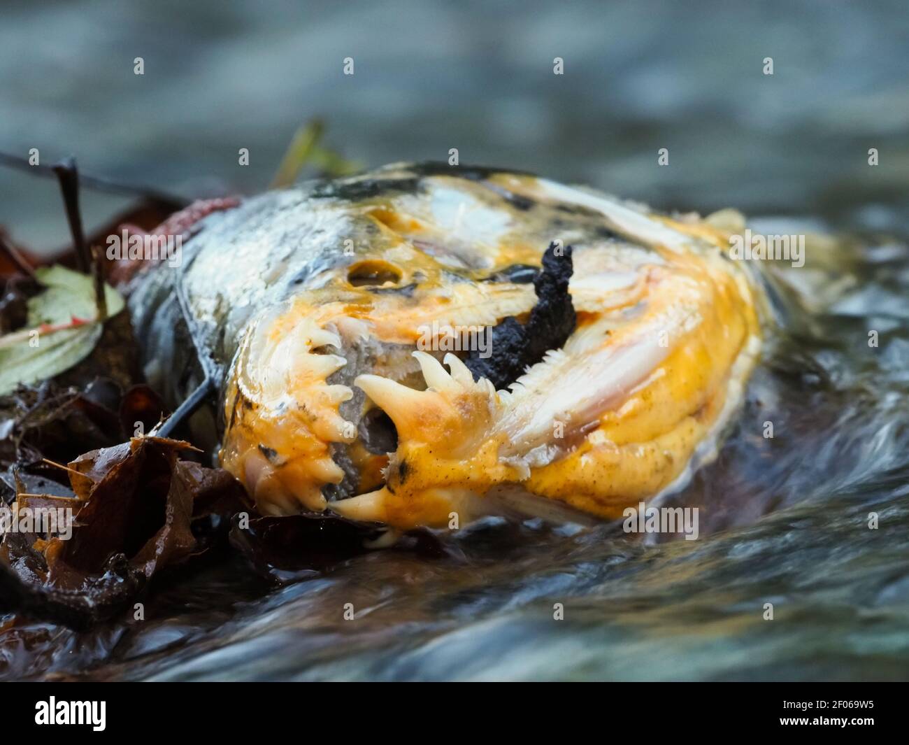 Dead chum salmon in Cristy Creek, of of the Green River, King County, Washington. Stock Photo