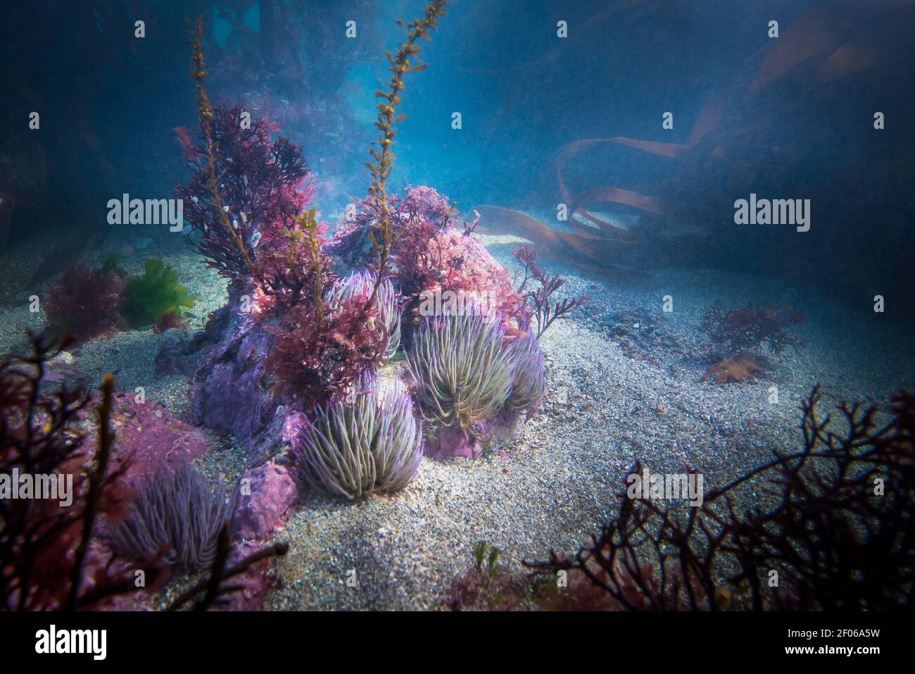Shallow underwater seabed habitat, including snake locks anemones, various seaweeds and pink encrusting algae. Stock Photo