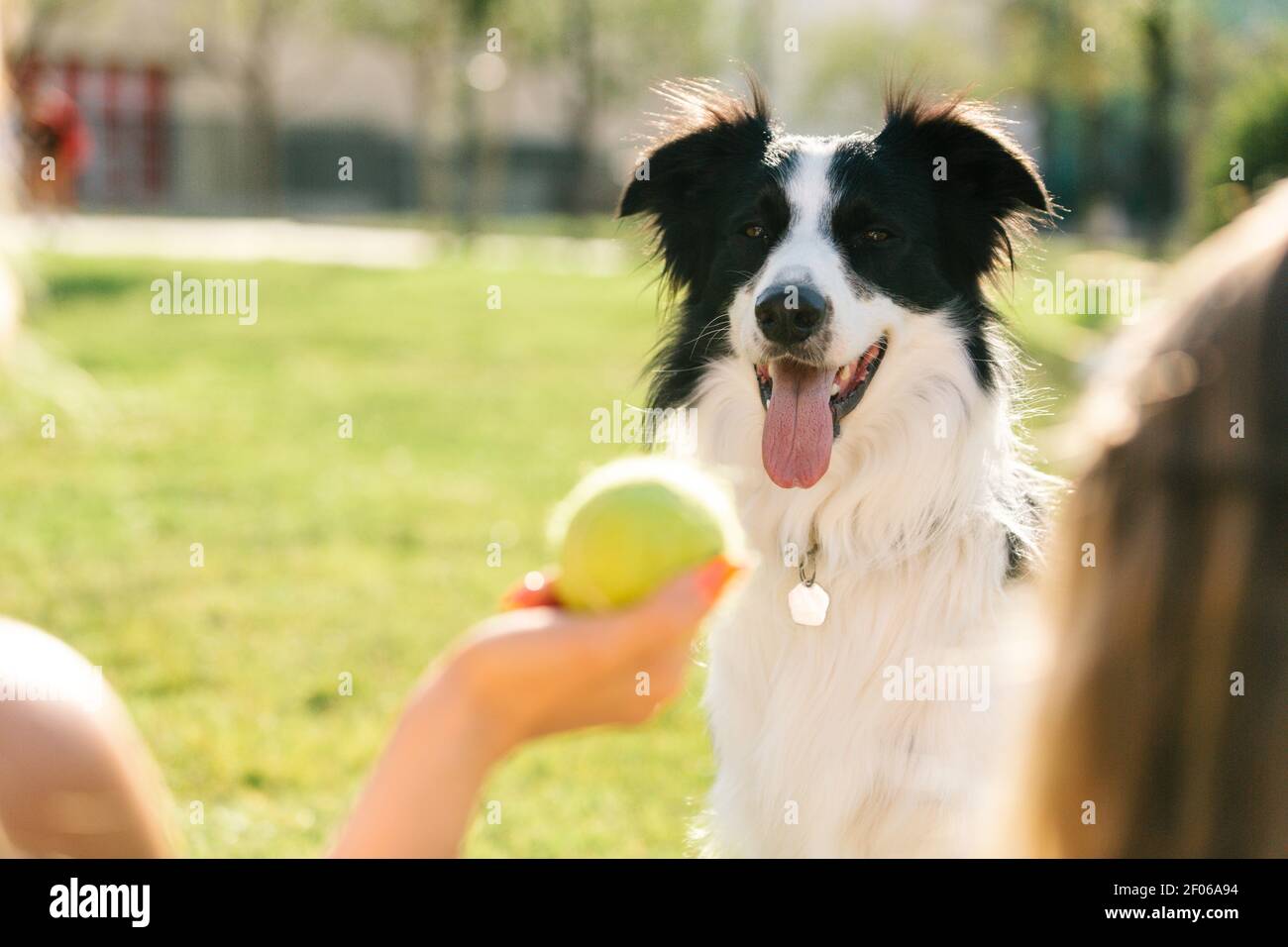 https://c8.alamy.com/comp/2F06A94/cropped-unrecognizable-people-sitting-on-meadow-in-summer-and-playing-with-fluffy-border-collie-dog-on-sunny-day-at-weekend-2F06A94.jpg
