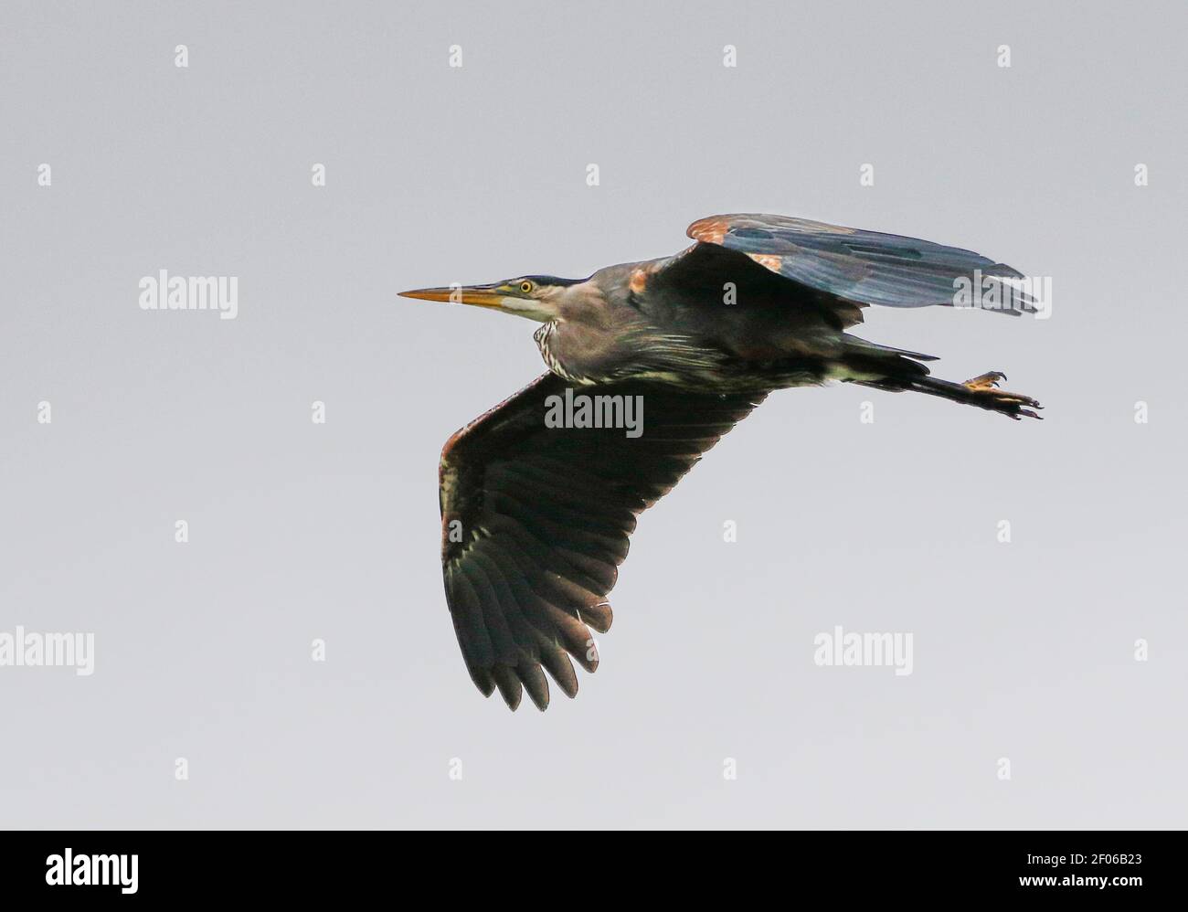 Great Blue Heron gliding past. Stock Photo