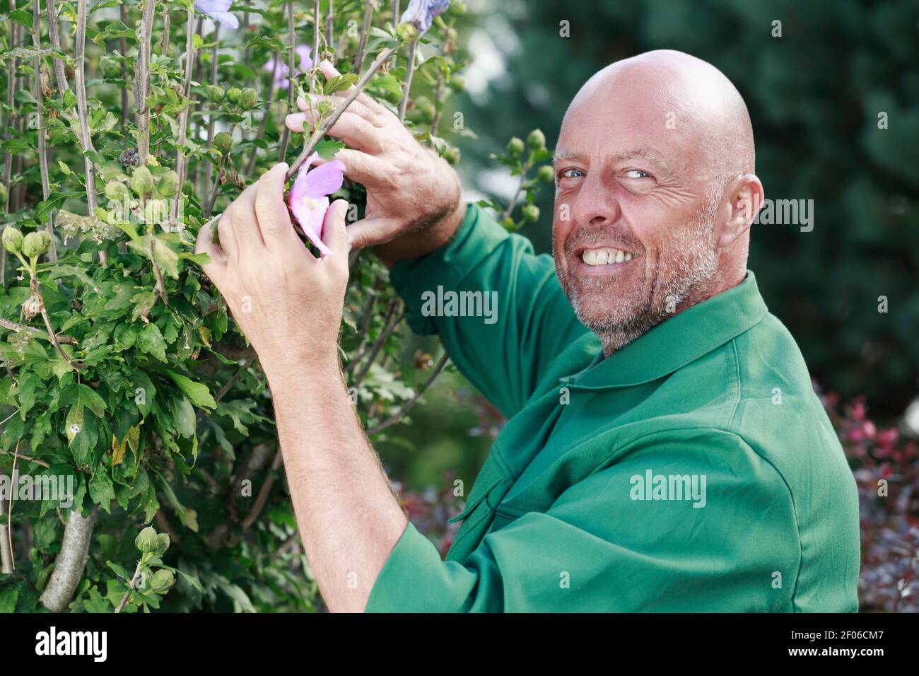 gardener cuts off the branches Stock Photo
