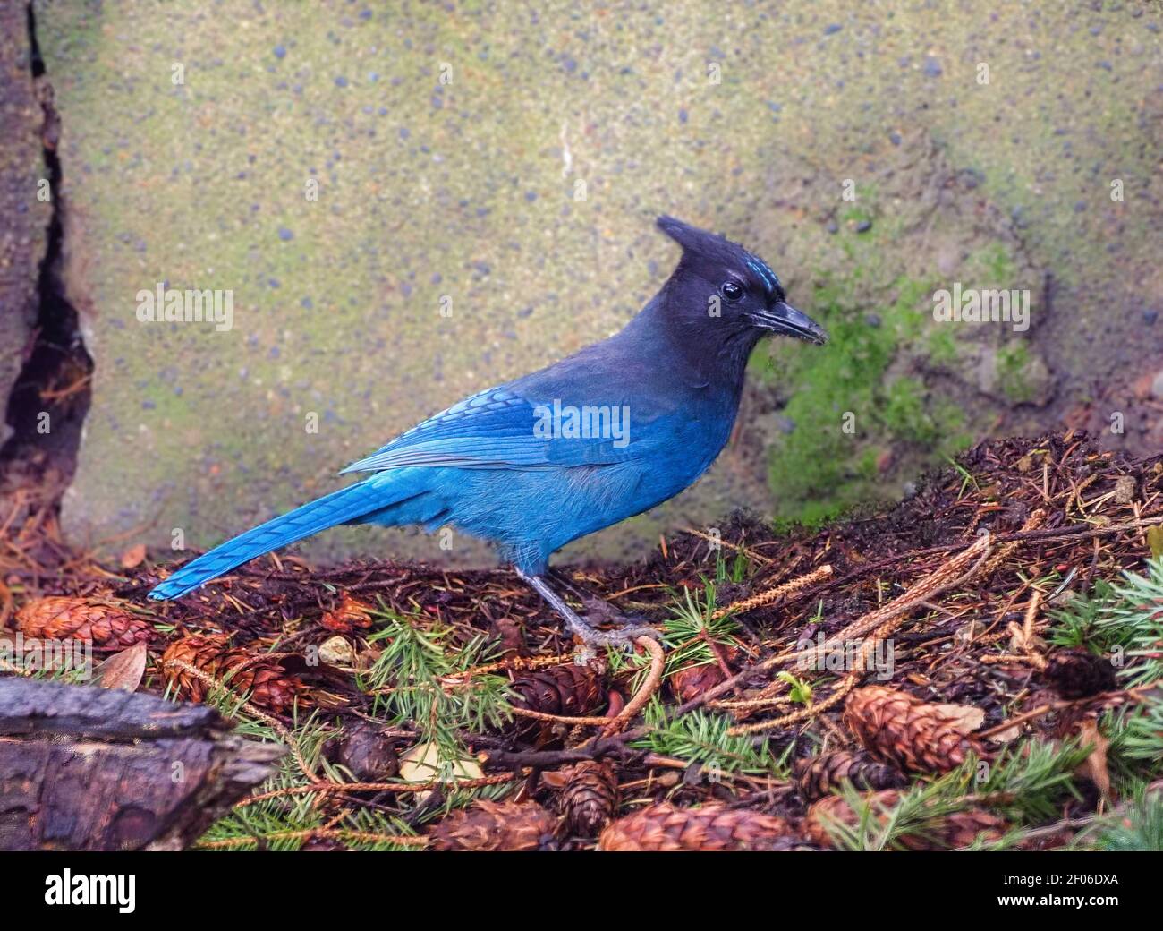 Common backyard bird hires stock photography and images Alamy