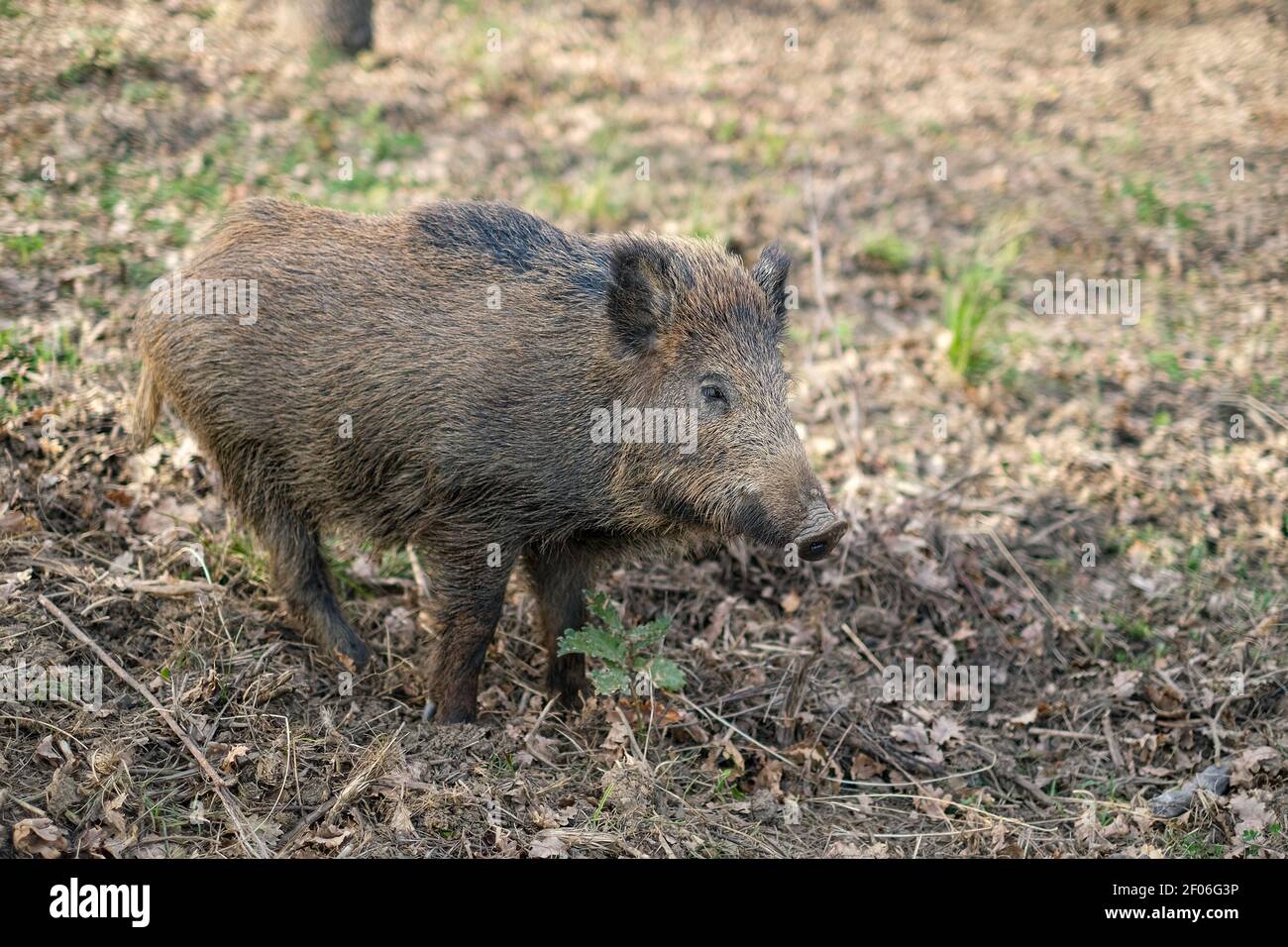 Wild boar pork living in forest ecosystem,wildlife animal environment,hunt fauna Stock Photo