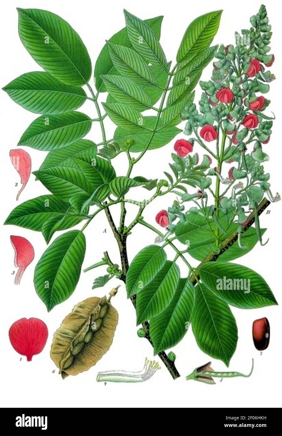 Piscidia piscipula - Köhler–s Medizinal-Pflanzen-109. Stock Photo