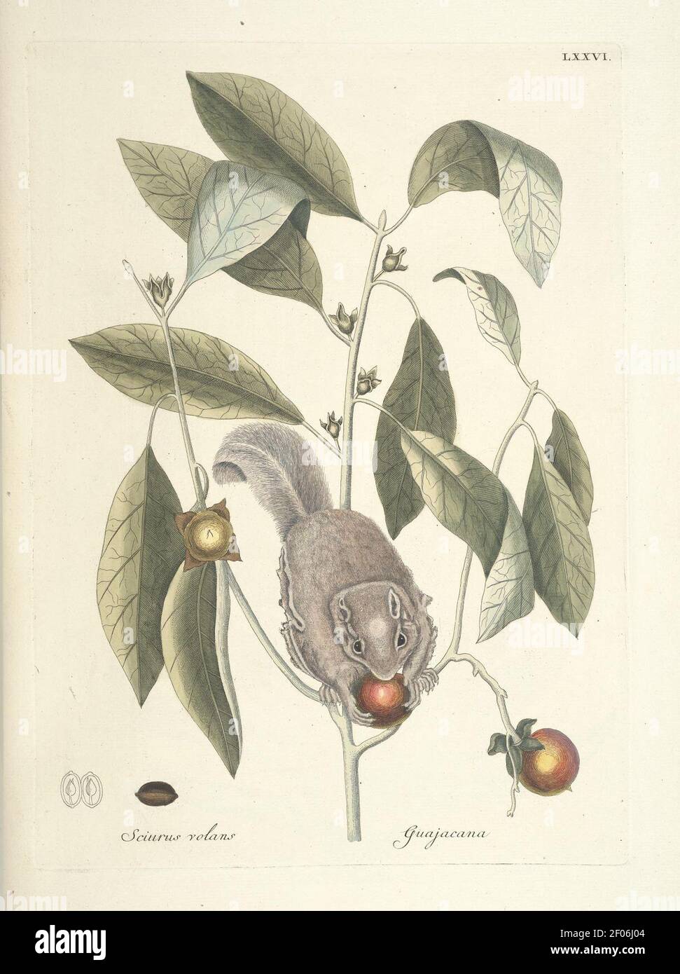Piscium, serpentum, insectorum, aliorumque nonnullorum animalum nec non plantarum quarundam imagines (Tab. LXXVI) Stock Photo