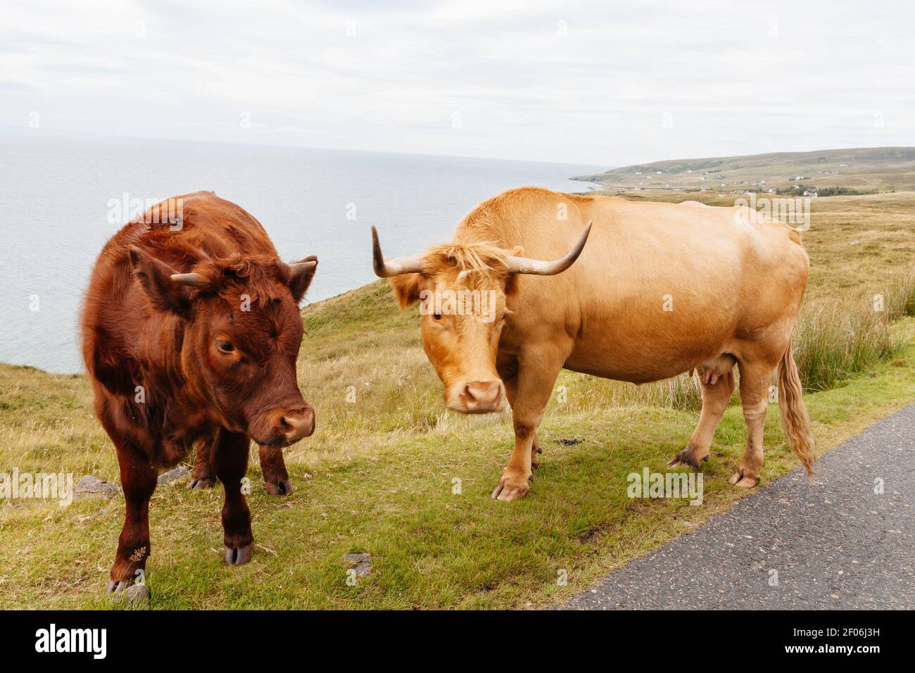 Two horned brown cows roaming on open farm land in the North West Highlands of Scotland, near Gairloch. Stock Photo