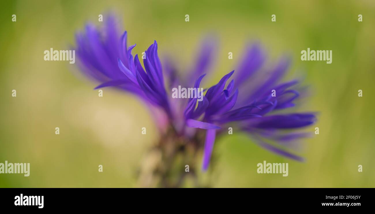 Centaurea cyanus (2 Stock Photo - Alamy