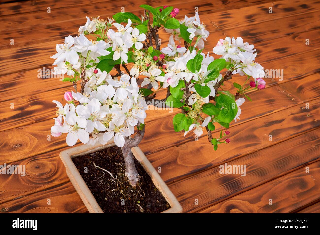 Apple Tree Bonsai Blossom (Malus Stock Photo Alamy