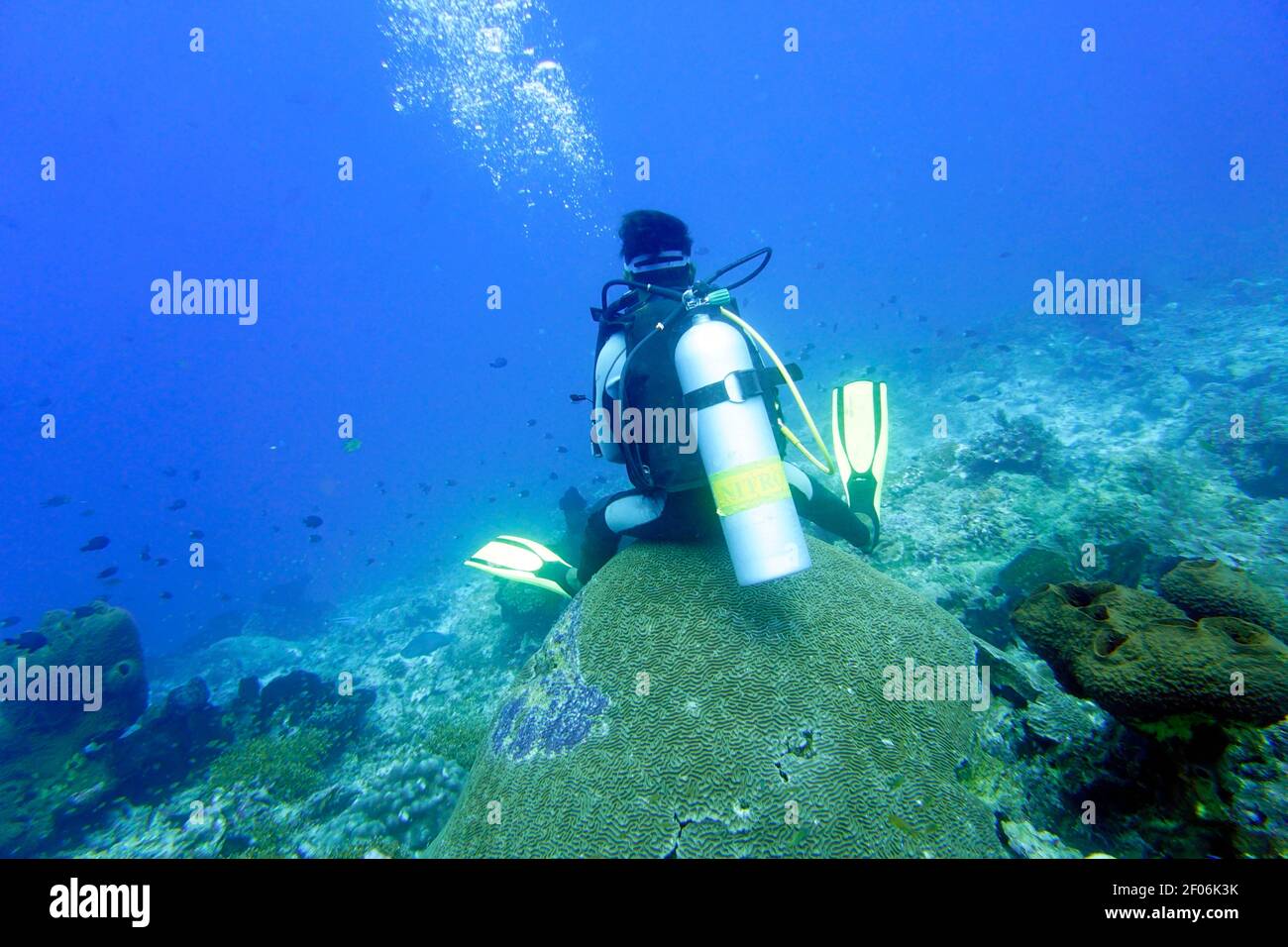 schlechtes Vorbild - Taucher sitzt auf einer Koralle, Nord-Molukken, Halmahera, Indonesien, Tifure Stock Photo