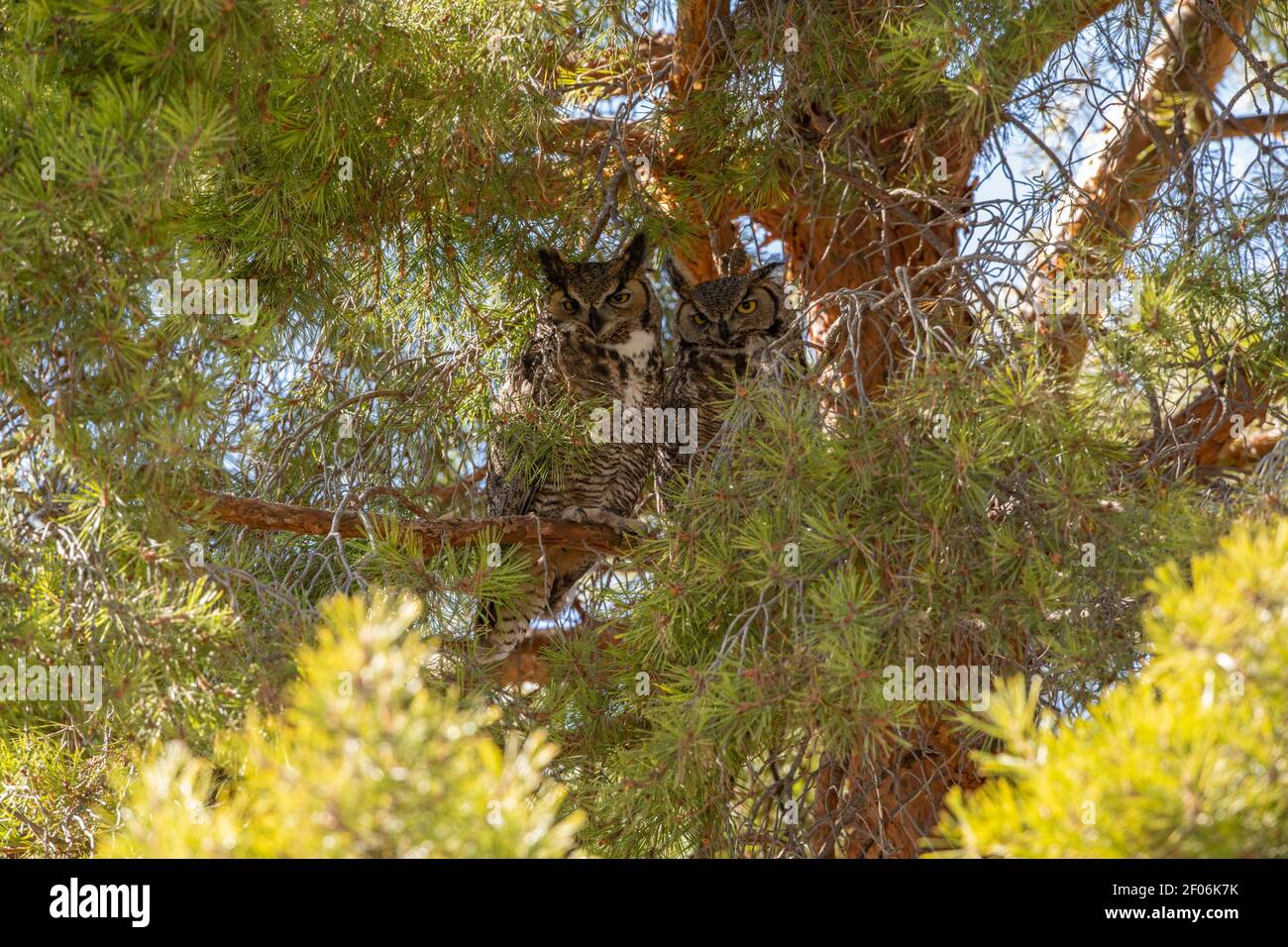 Great horned owl pair in pine tree Stock Photo