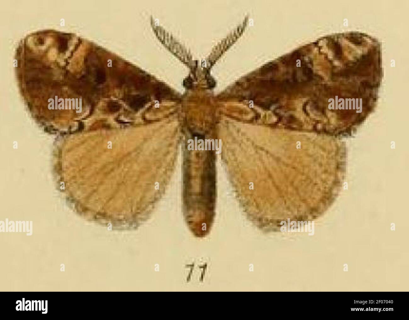 Pl.1-11-Orgyia ticana=Dasychira ticana (Schaus, 1893). Stock Photo