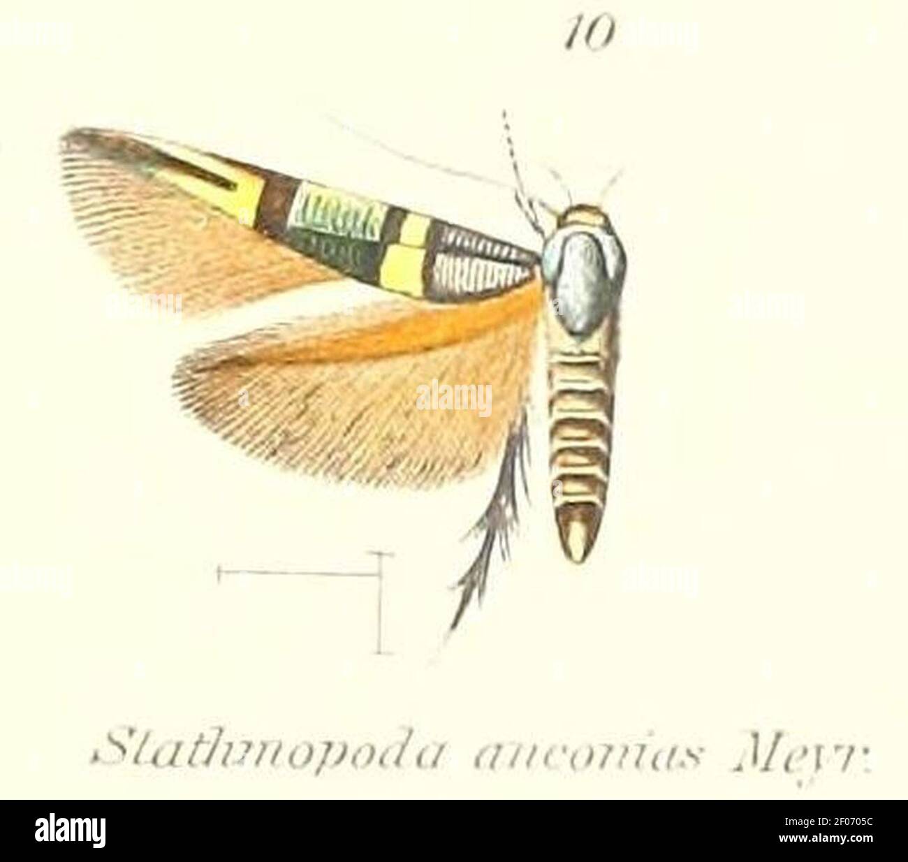 Pl.1-10-Stathmopoda anconias Meyrick, 1910. Stock Photo