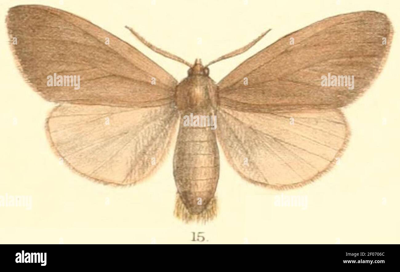 Pl.2-15-Laelia atestacea (syn.Harapa testacea). Stock Photo